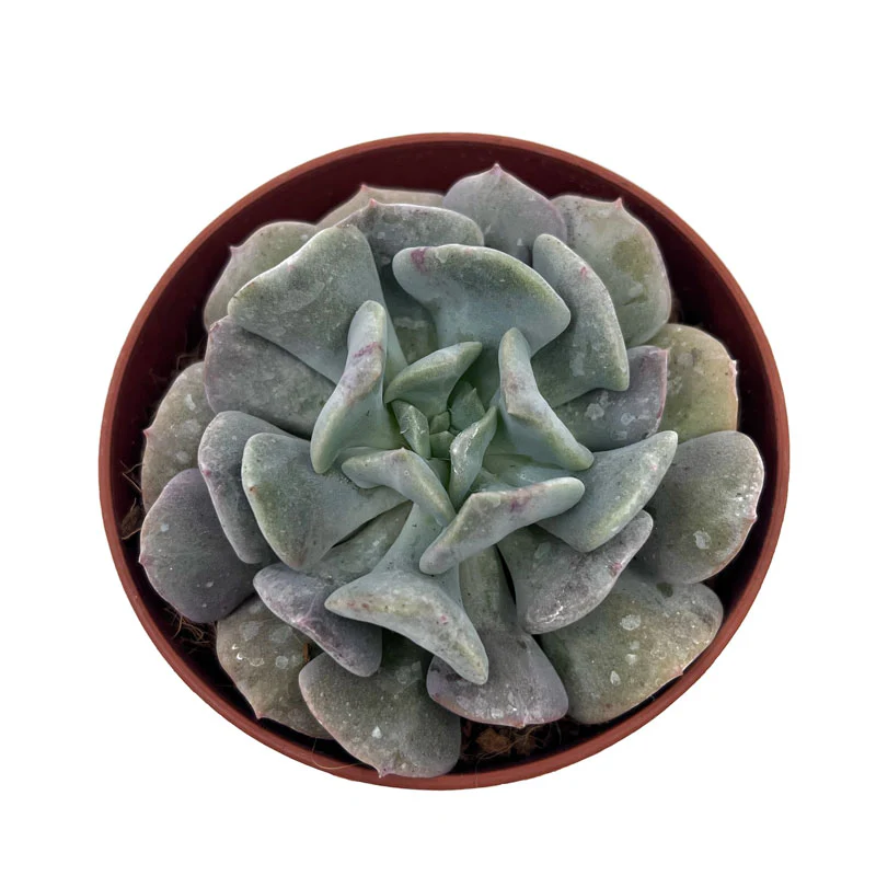 Echeveria Cubic Frost Cactus Y Suculentas M8,5 cm Ø - Image 2