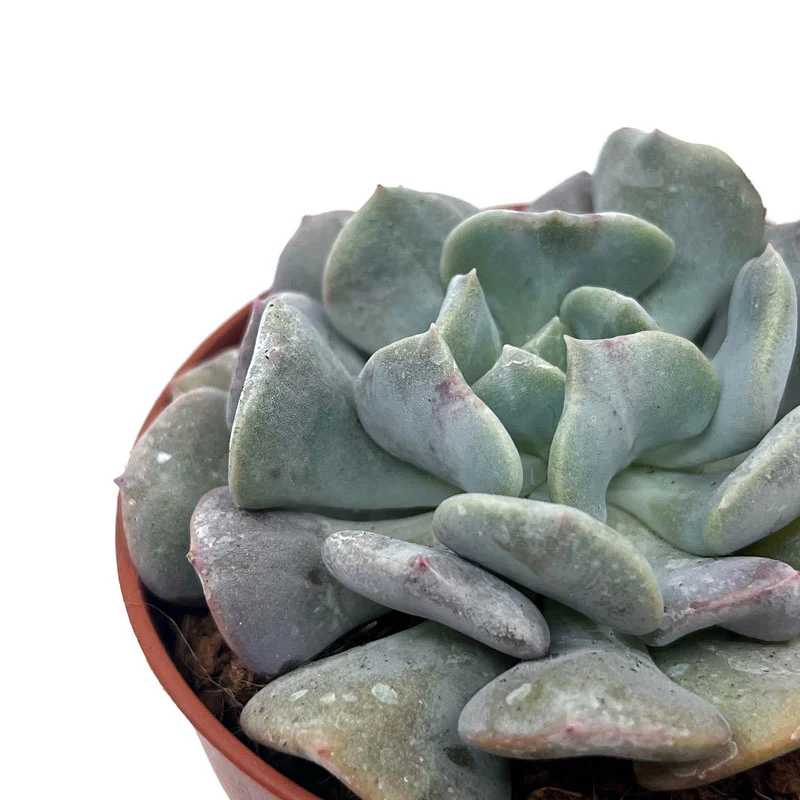 Echeveria Cubic Frost Cactus Y Suculentas M8,5 cm Ø - Image 3