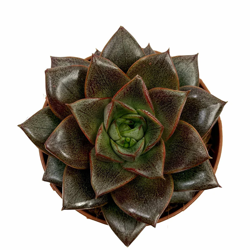 Echeveria Dionysos Cactus Y Suculentas M8,5 cm Ø - Image 2