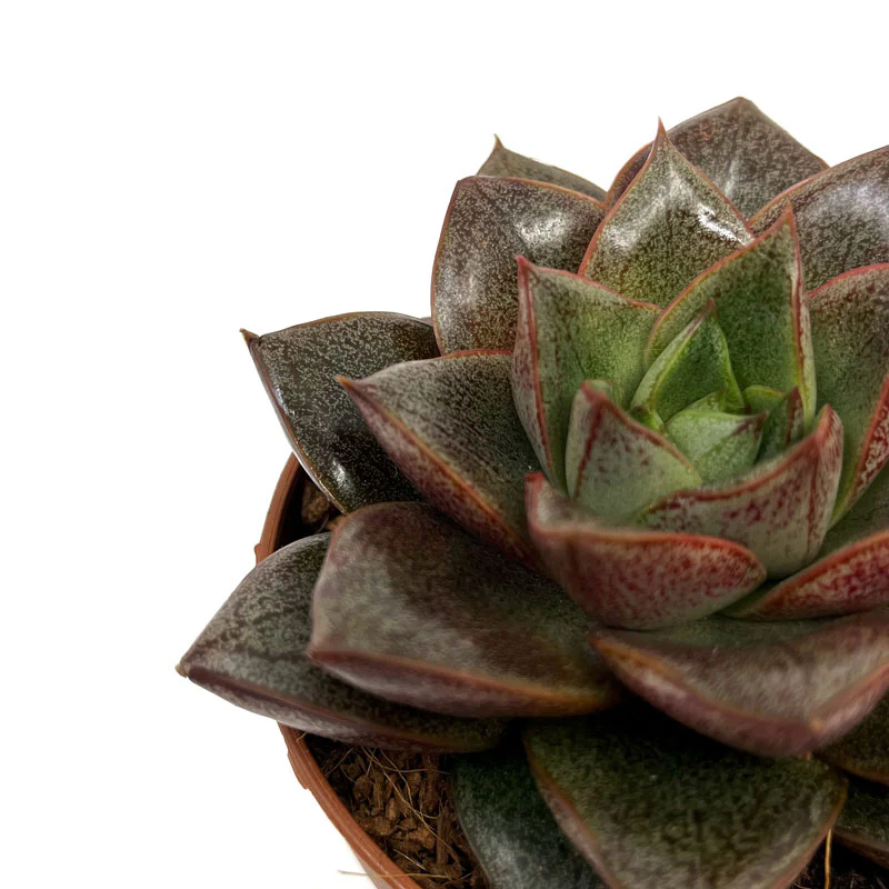 Echeveria Dionysos Cactus Y Suculentas M8,5 cm Ø - Image 3