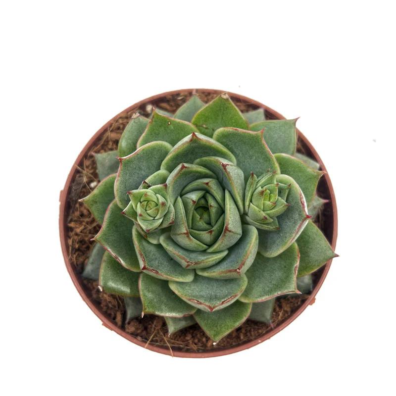 Echeveria Fabiola Cactus Y Suculentas M8,5 cm Ø - Image 2