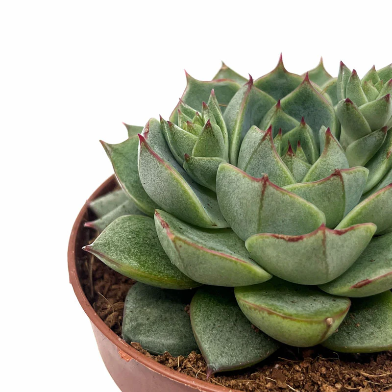 Echeveria Fabiola Cactus Y Suculentas M8,5 cm Ø - Image 3