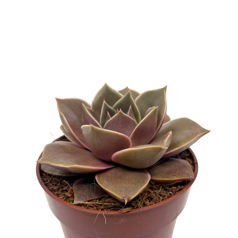 Echeveria Impi Cactus Y Suculentas M8,5 cm Ø