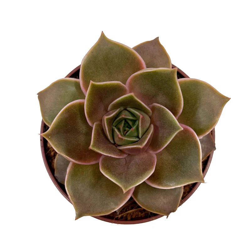 Echeveria Impi Cactus Y Suculentas M8,5 cm Ø - Image 2