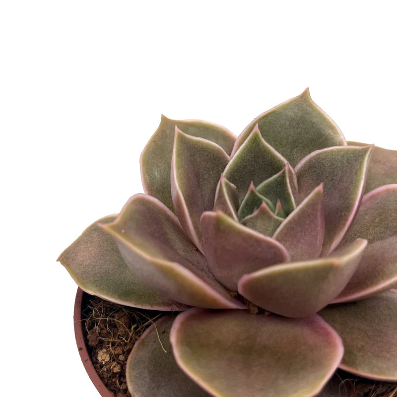Echeveria Impi Cactus Y Suculentas M8,5 cm Ø - Image 3