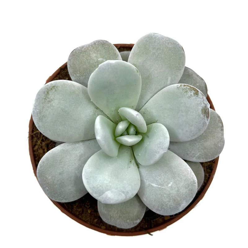 Echeveria Laui Cactus Y Suculentas M8,5 cm Ø - Image 2