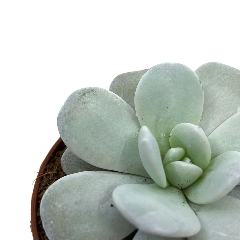 Echeveria Laui Cactus Y Suculentas M8,5 cm Ø - Image 3