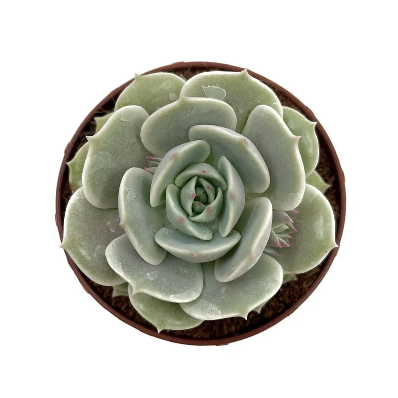Echeveria Lola Cactus Y Suculentas M8,5 cm Ø - Image 2