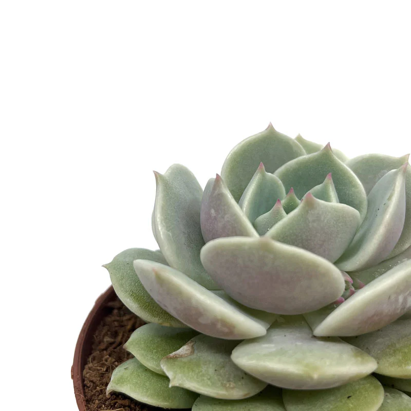 Echeveria Lola Cactus Y Suculentas M8,5 cm Ø - Image 3