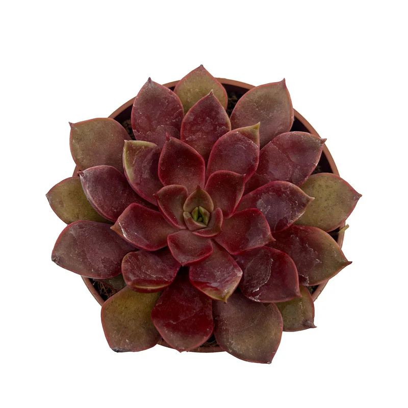 Echeveria Mina Cactus Y Suculentas M8,5 cm Ø - Image 2