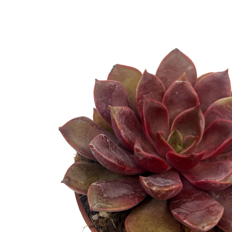Echeveria Mina Cactus Y Suculentas M8,5 cm Ø - Image 3