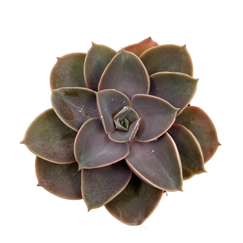 Echeveria Perle Von Nurnberg Cactus Y Suculentas M8,5 cm Ø - Image 2