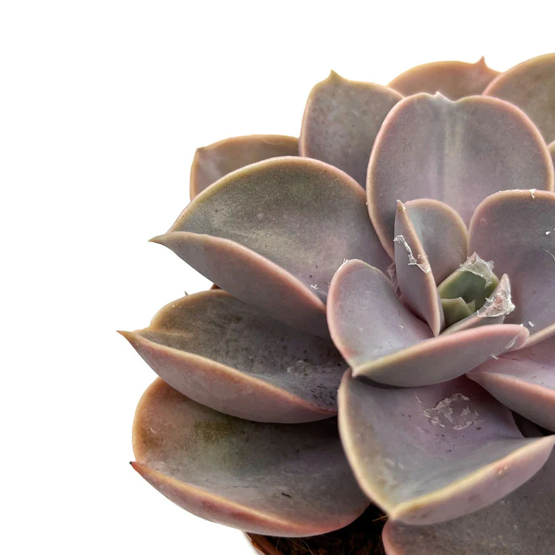 Echeveria Perle Von Nurnberg Cactus Y Suculentas M8,5 cm Ø - Image 3
