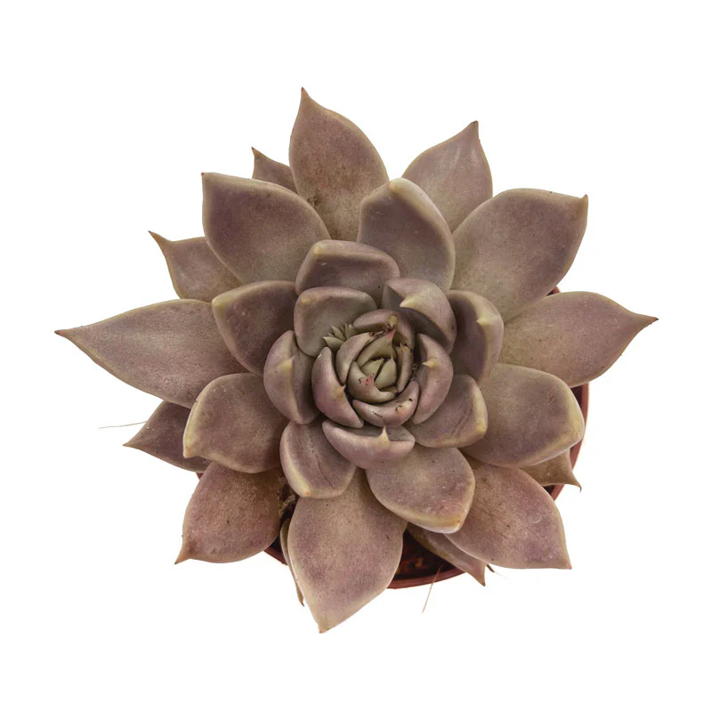 Echeveria Tobarensis Cactus Y Suculentas M8,5 cm Ø - Image 2