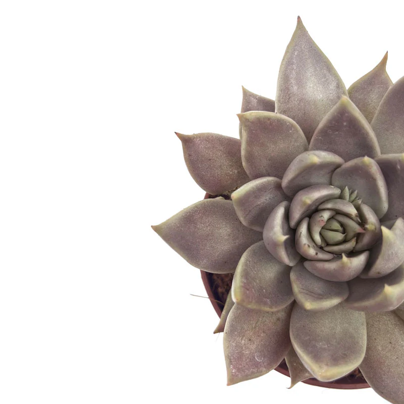 Echeveria Tobarensis Cactus Y Suculentas M8,5 cm Ø - Image 3