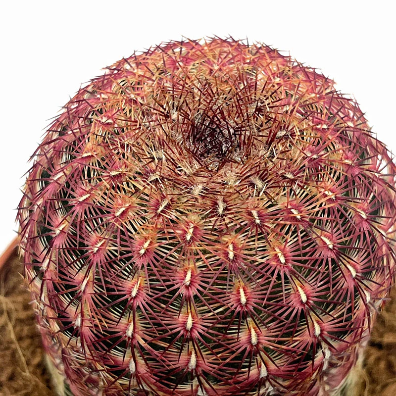 Echinocereus Rigidissimus Ssp. Rubispinus Cactus Y Suculentas M8,5 cm Ø - Image 2