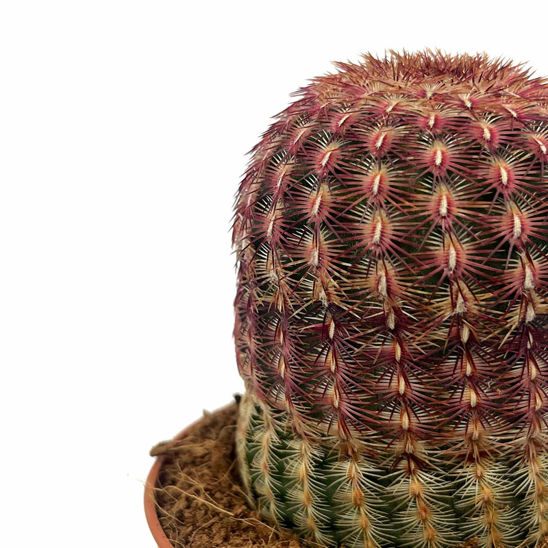 Echinocereus Rigidissimus Ssp. Rubispinus Cactus Y Suculentas M8,5 cm Ø - Image 3