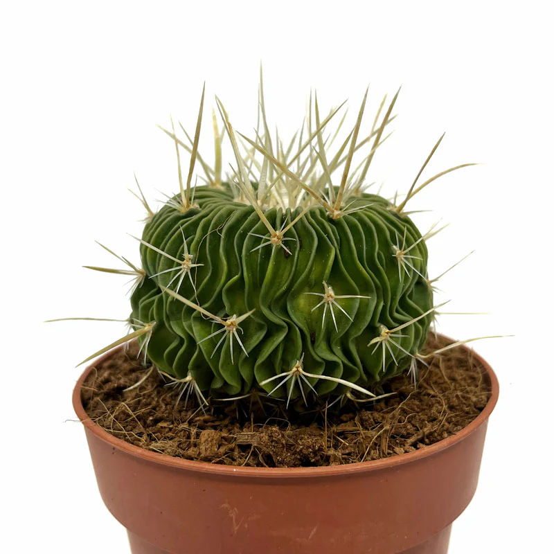 Echinofossulocactus Multicostatus Cactus Y Suculentas M8,5 cm Ø