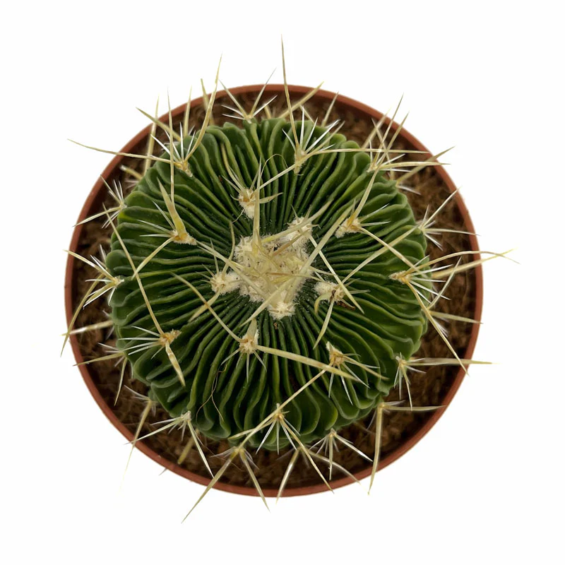 Echinofossulocactus Multicostatus Cactus Y Suculentas M8,5 cm Ø - Image 2