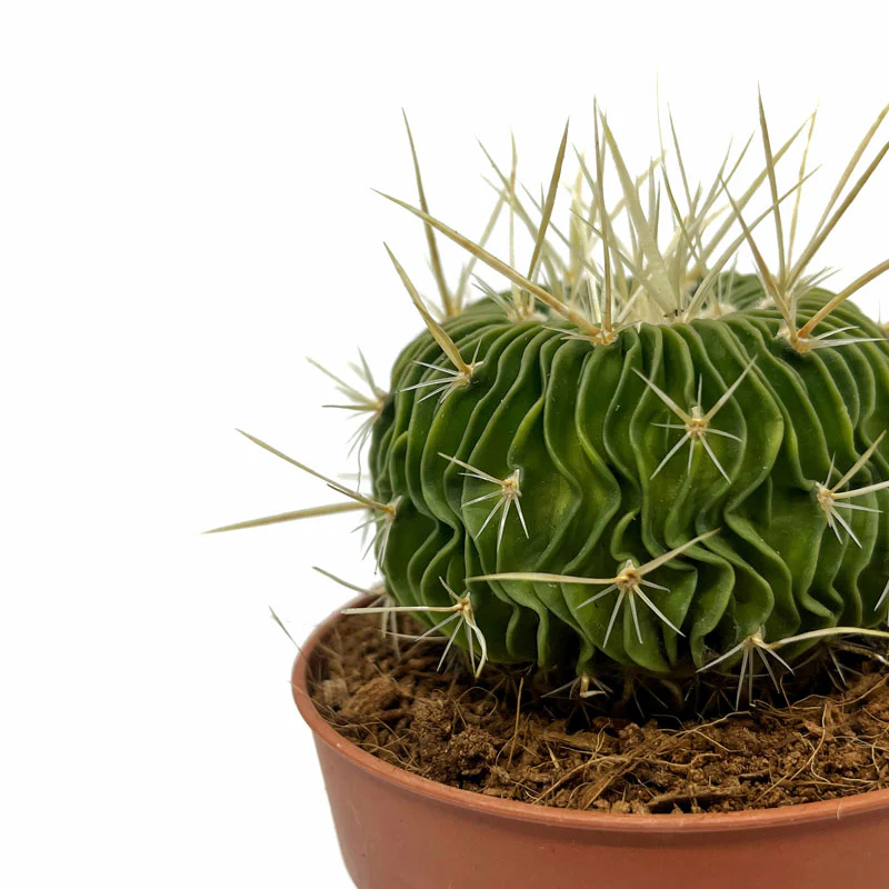 Echinofossulocactus Multicostatus Cactus Y Suculentas M8,5 cm Ø - Image 3
