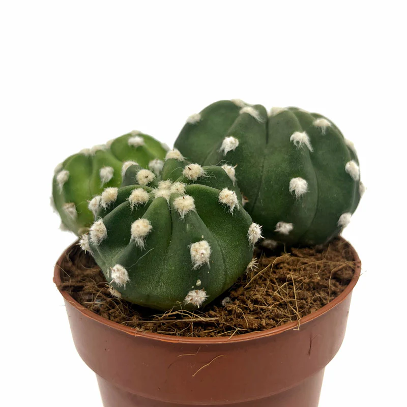 Echinopsis Subdenudata Cactus Y Suculentas