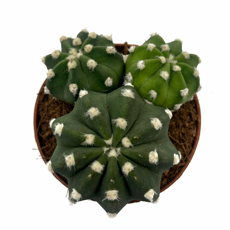 Echinopsis Subdenudata Cactus Y Suculentas - Image 2
