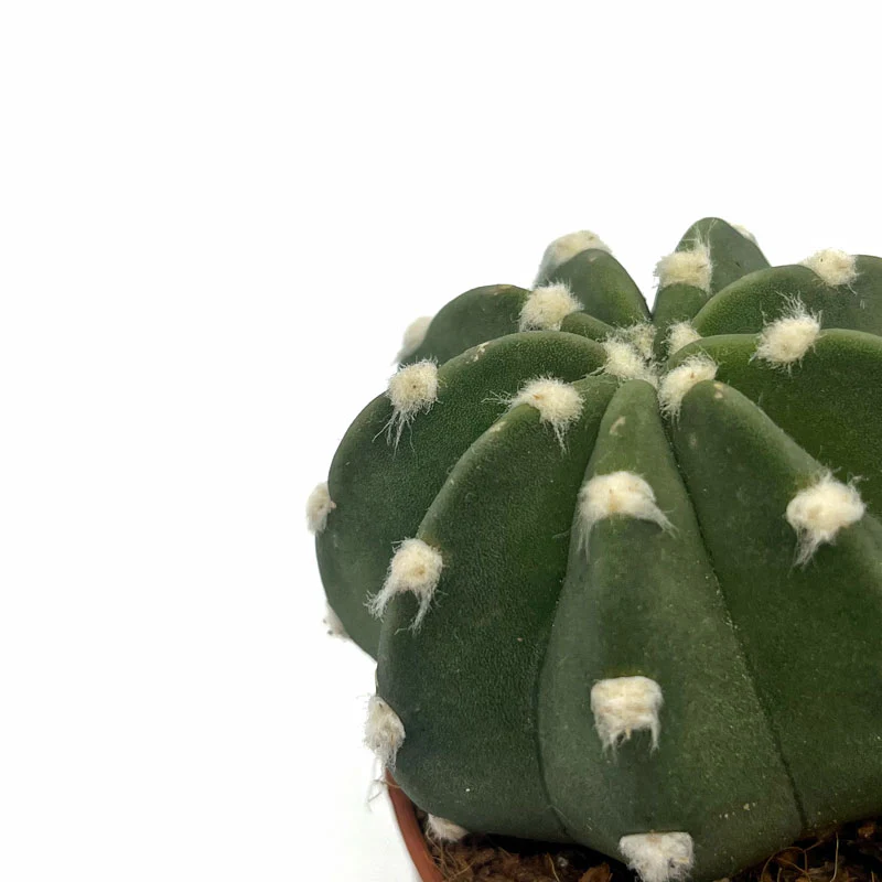 Echinopsis Subdenudata Cactus Y Suculentas - Image 3