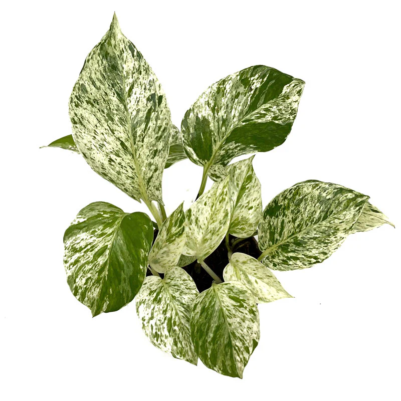Epipremnum Aureum ‘marble Queen’ Poto Blanco M11 cm Ø - Image 2