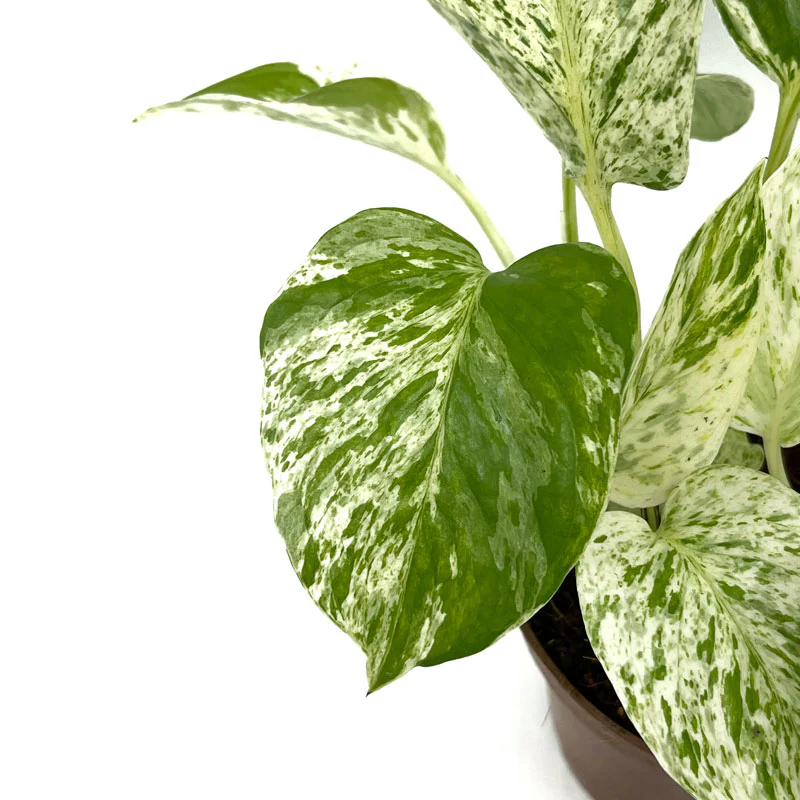 Epipremnum Aureum ‘marble Queen’ Poto Blanco M11 cm Ø - Image 3