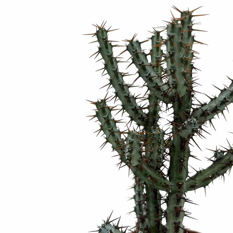 Euphorbia Aeruginosa Cactus Y Suculentas M8,5 cm Ø - Image 3
