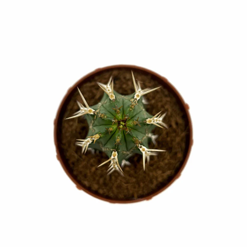 Euphorbia Echinus Cactus Y Suculentas M8,5 cm Ø - Image 2