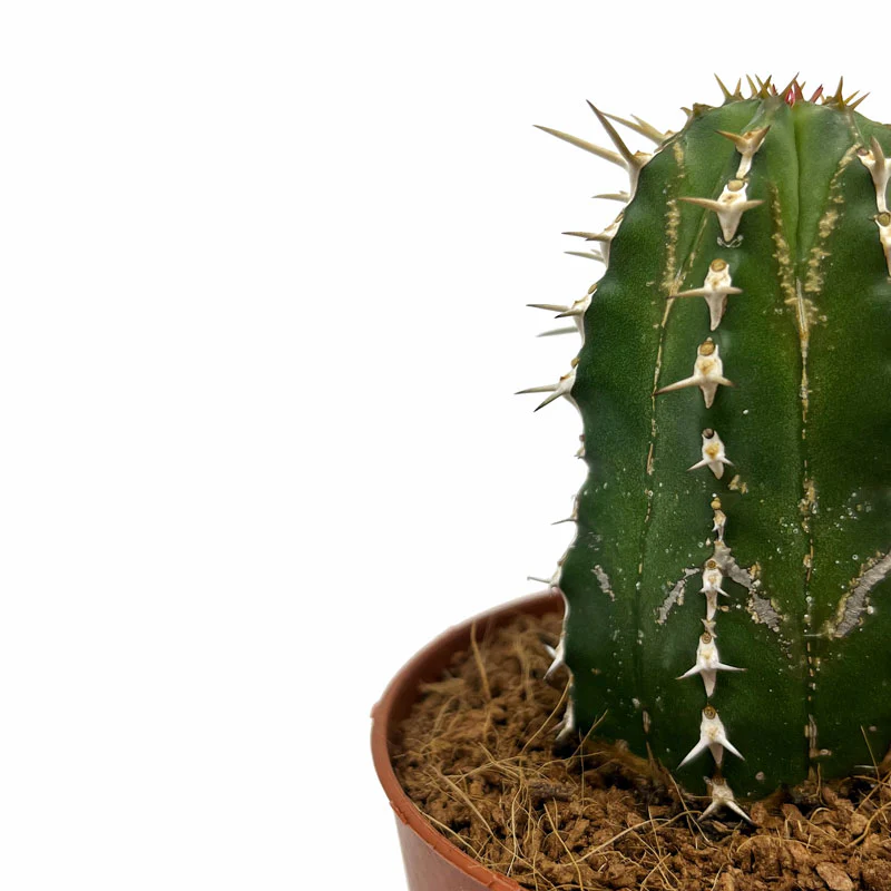 Euphorbia Echinus Cactus Y Suculentas M8,5 cm Ø - Image 3