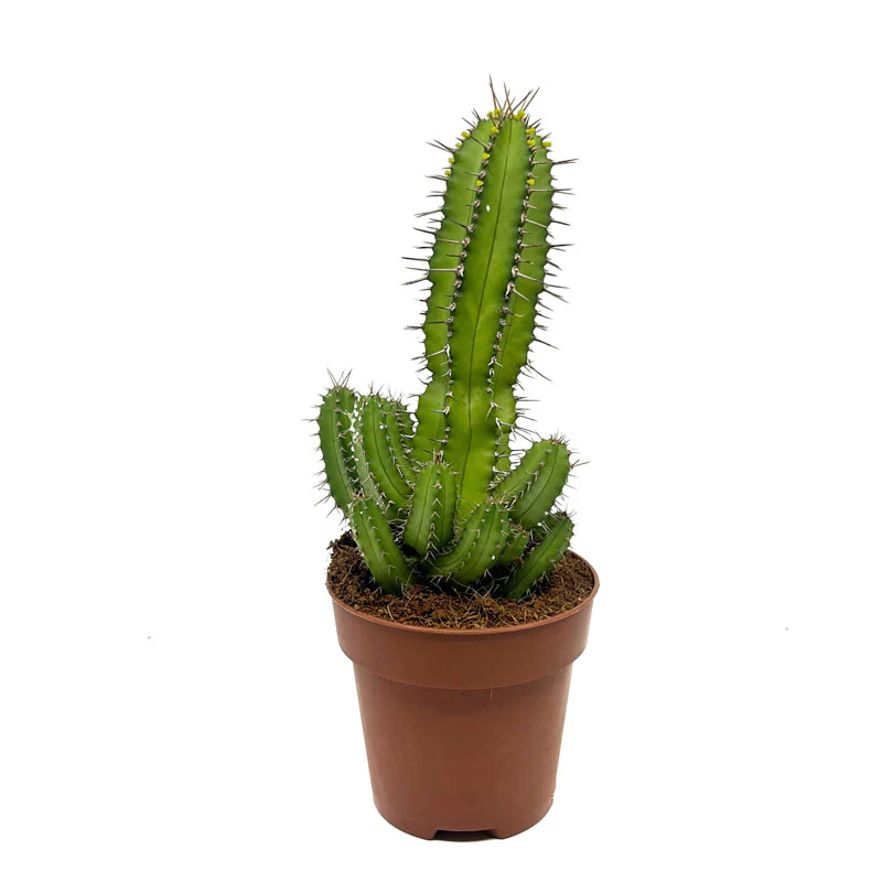 Euphorbia Fruticosa Cactus Y Suculentas M8,5 cm Ø