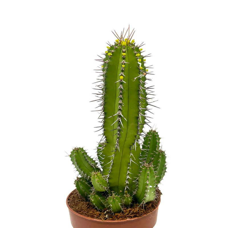 Euphorbia Fruticosa Cactus Y Suculentas M8,5 cm Ø - Image 2