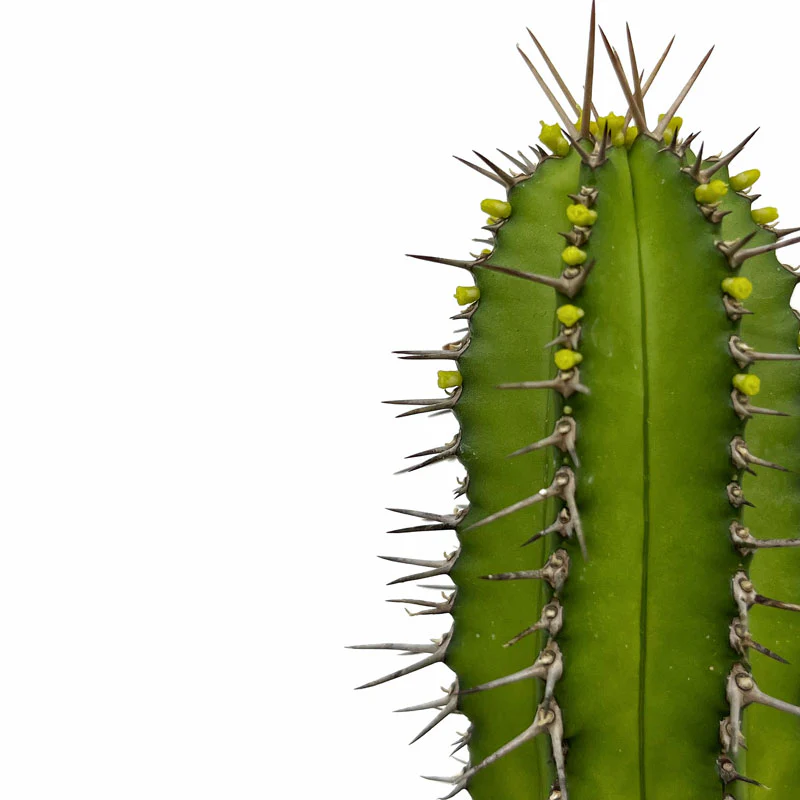 Euphorbia Fruticosa Cactus Y Suculentas M8,5 cm Ø - Image 3