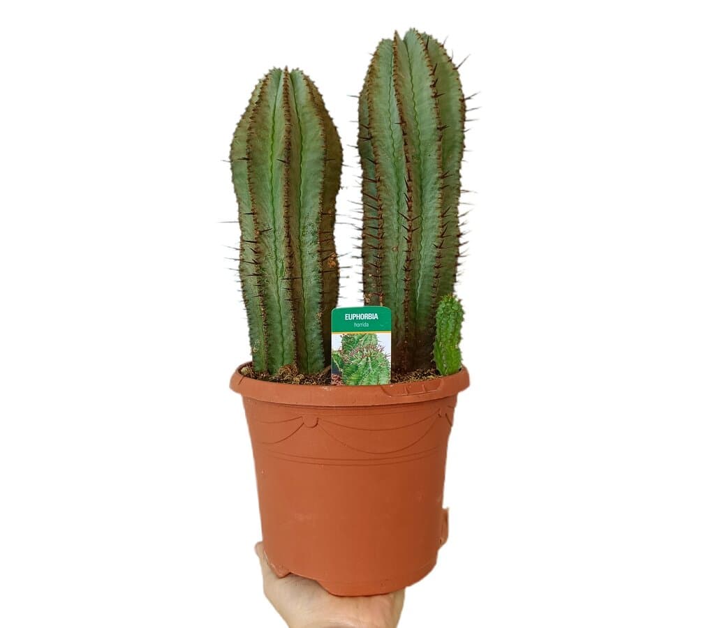 Euphorbia Horrida M17