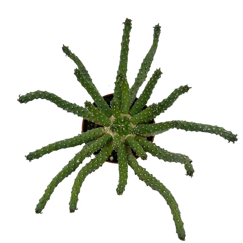 Euphorbia Inermis Cactus Y Suculentas M8,5 cm Ø - Image 2