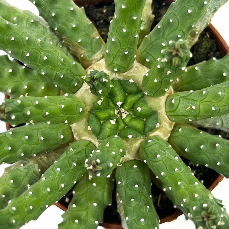 Euphorbia Inermis Cactus Y Suculentas M8,5 cm Ø - Image 3