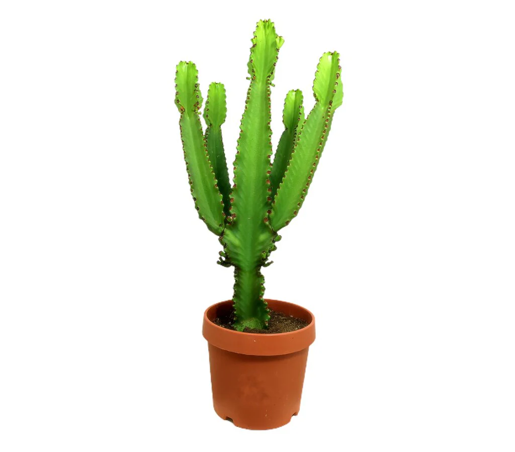 Euphorbia Ingens M32 100-120cm