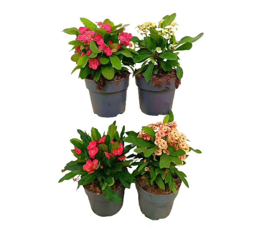 Euphorbia Millii M17 40cm (espina De Cristo) Color Rojo - Image 2