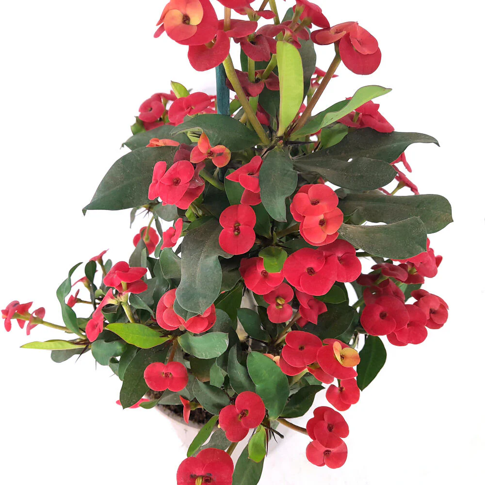 Euphorbia Millii M17 40cm (espina De Cristo) Color Rojo - Image 4