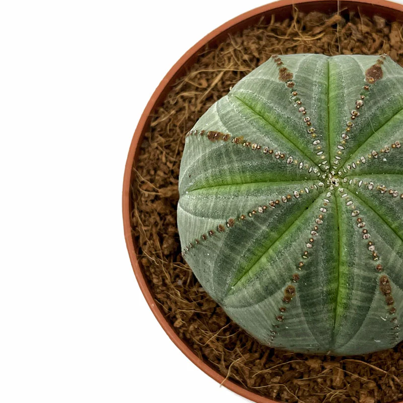 Euphorbia Obesa Cactus Y Suculentas M8,5 cm Ø - Image 3