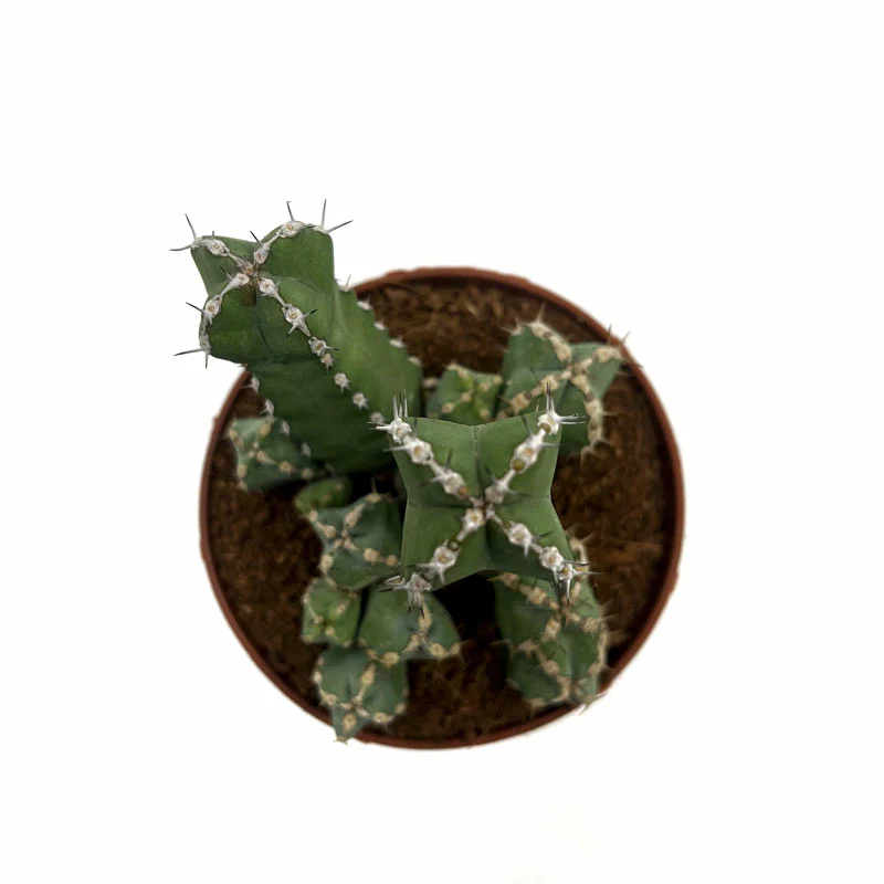 Euphorbia Polyacantha Cactus Y Suculentas M8,5 cm Ø - Image 2