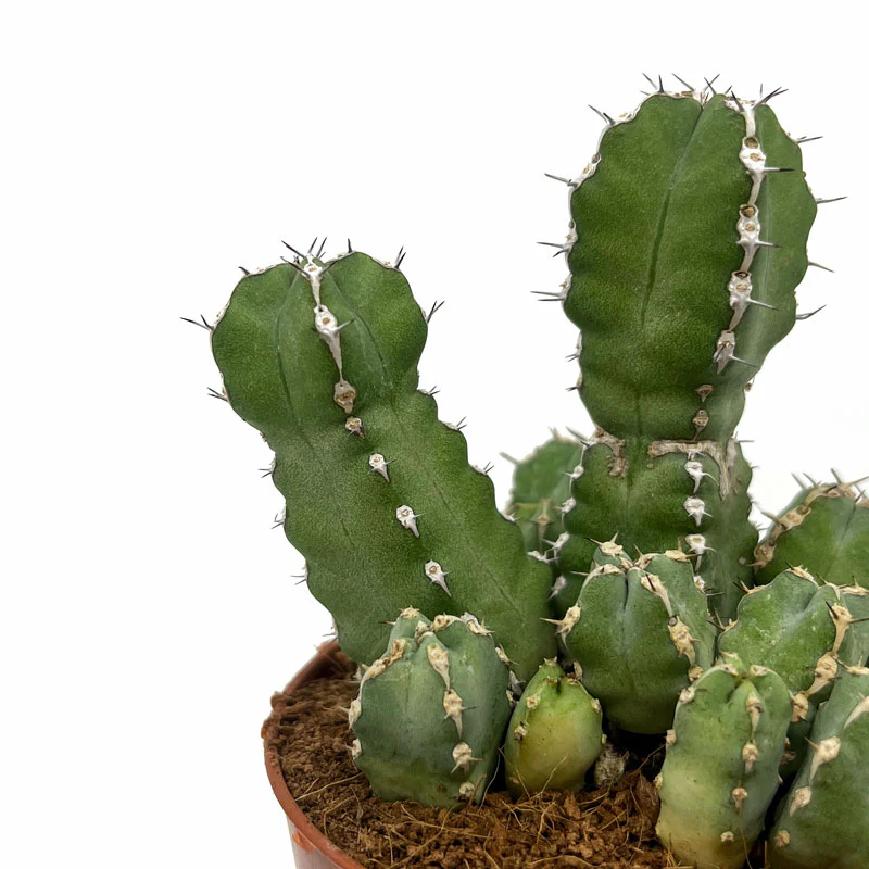 Euphorbia Polyacantha Cactus Y Suculentas M8,5 cm Ø - Image 3