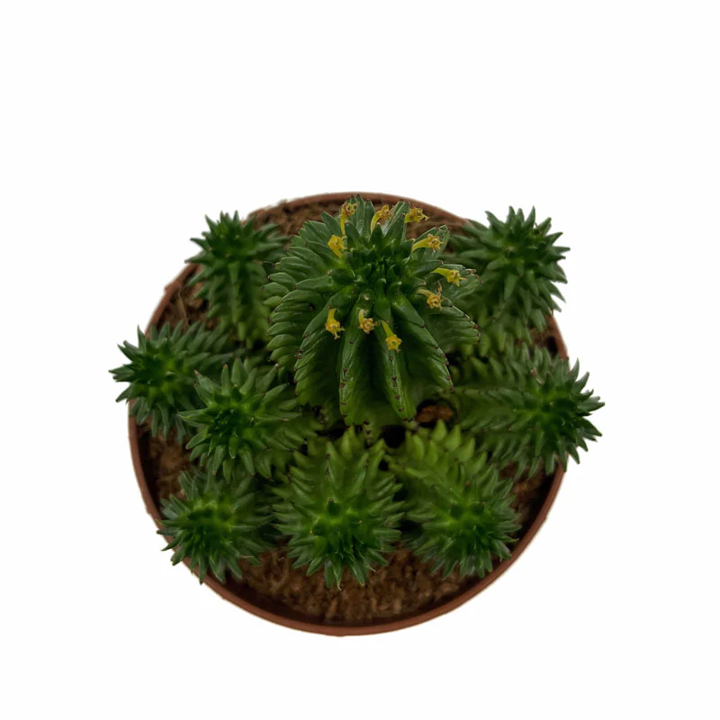 Euphorbia Suzannae Cactus Y Suculentas - Image 2