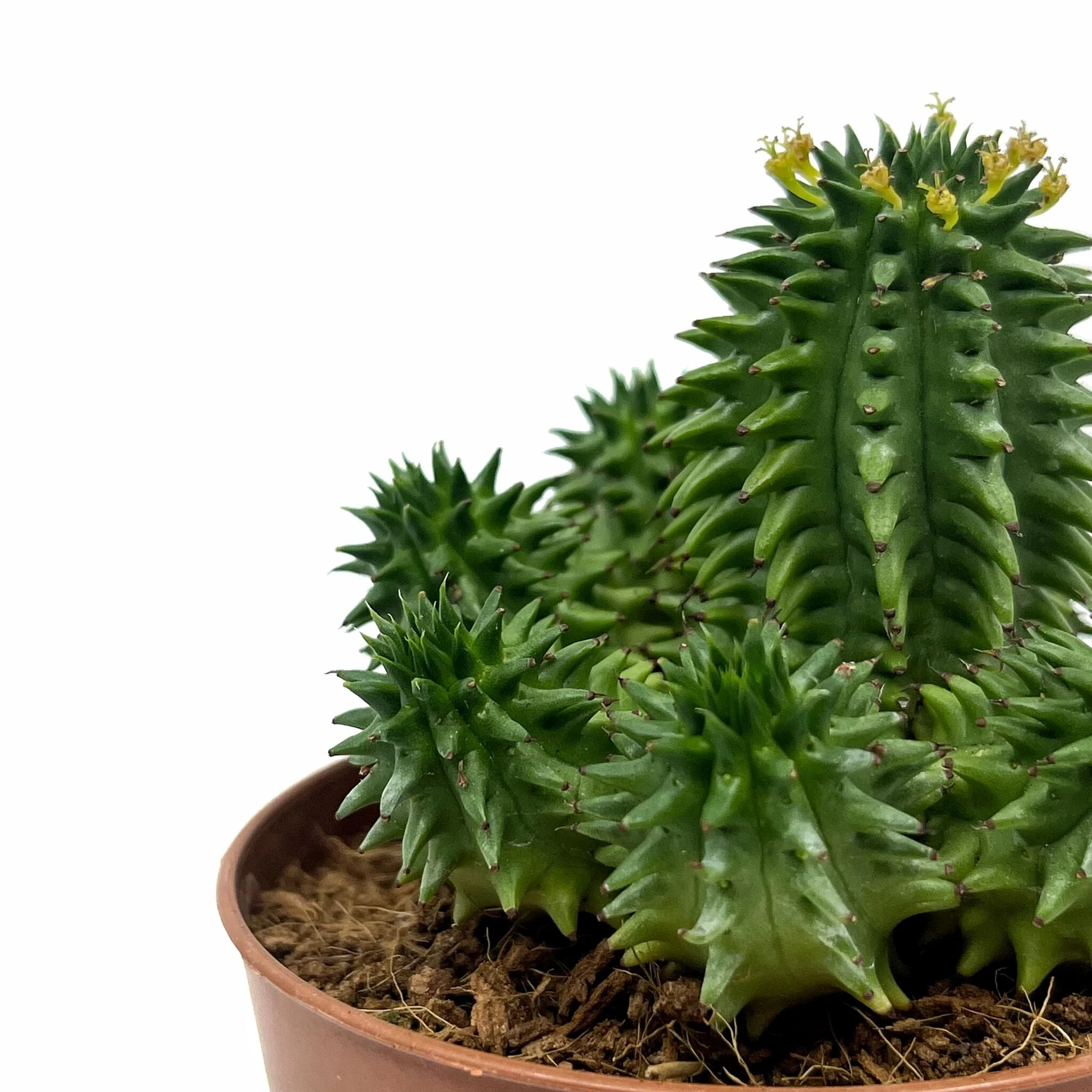 Euphorbia Suzannae Cactus Y Suculentas - Image 3