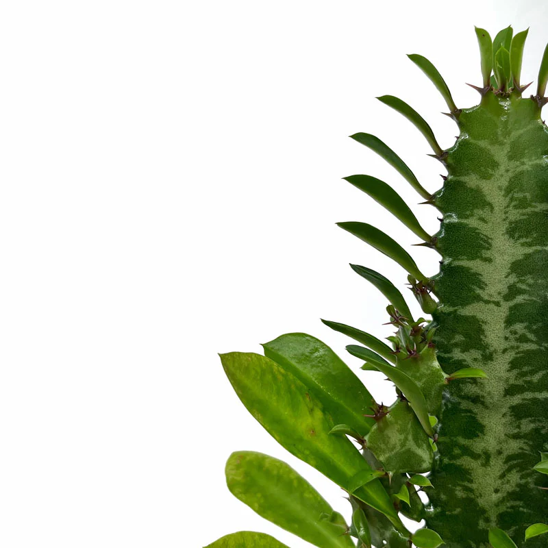 Euphorbia Trigona Cactus Y Suculentas M8,5 cm Ø - Image 3