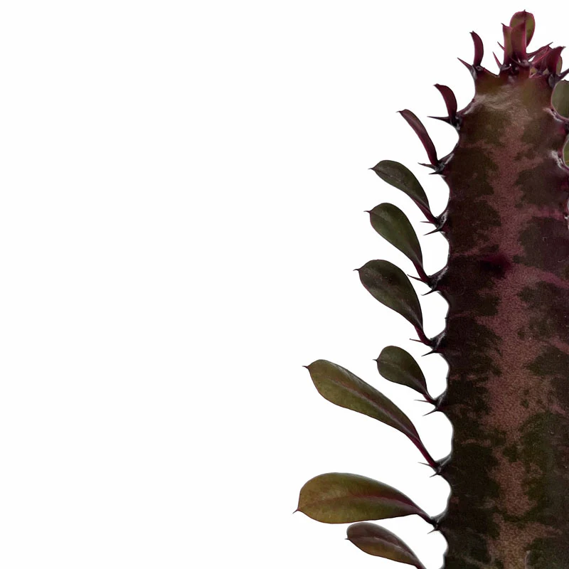 Euphorbia Trigona Rubra Cactus Y Suculentas M8,5 cm Ø - Image 3