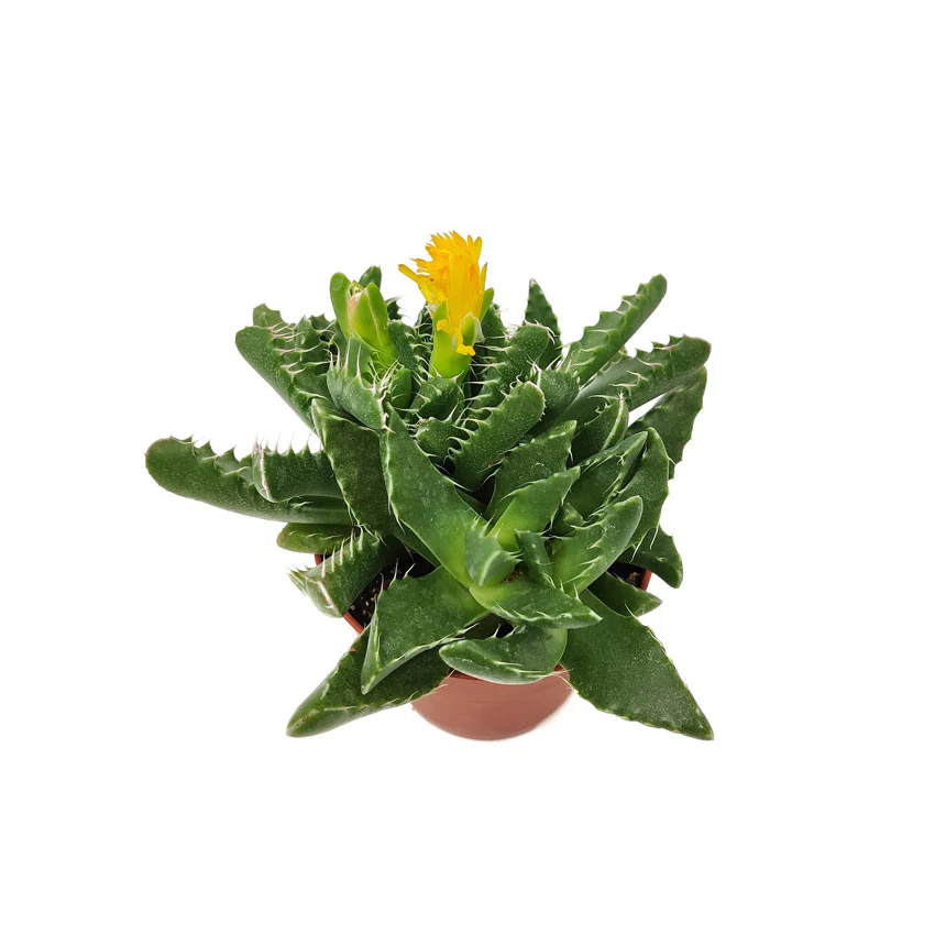 Faucaria Felina Cactus Y Suculentas M8,5 Cm Ø - Image 2