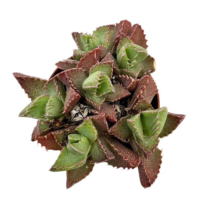 Faucaria Tigrina Cactus Y Suculentas M8,5 Ø - Image 2
